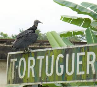Geier am Tortuguero Kanal