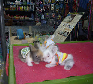 Lebende Häschen in Wollpulli