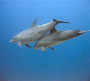Bild vom Card Partner - RedSea-Divers