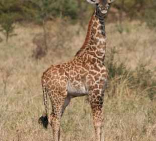 Baby Giraffe mit Puschelhörnern
