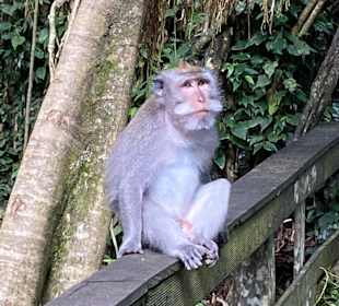 Affenwald Ubud