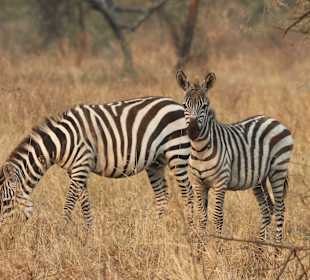 Zebrafamilie