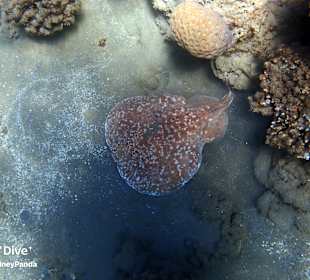 Schnorcheln Marsa Alam