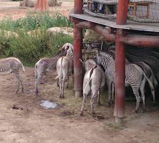 Safari Dvůr Králové nad Labem