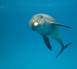 Delphin