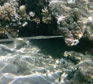 2014,Trompetenfisch am Hotelriff