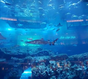 Aquarium in der Dubai Mall