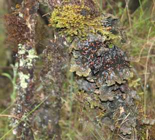 ....Schadwucherungen