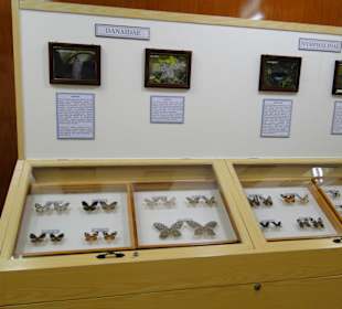 Poring Hot Springs - Schmetterlingsgarten