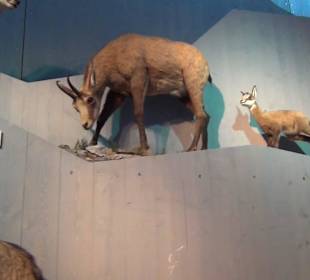 Nationalparkzentrum Haus der Berge