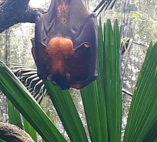 Singapur Zoo