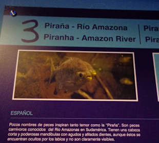 Vor dem Pranha Becken