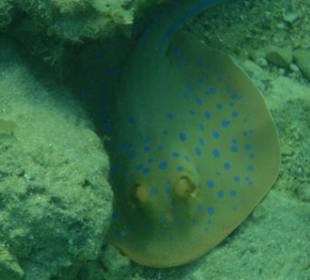 Unterwasserwelt Hausriff