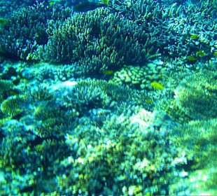 Delphintour Dezember 2010