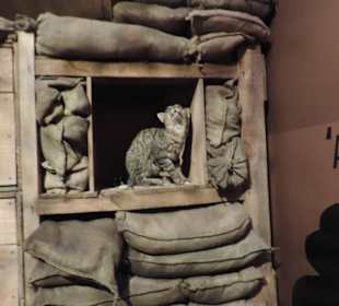 Man denkt man ist mitten im Krieg