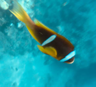 Schnorcheln Marsa Alam