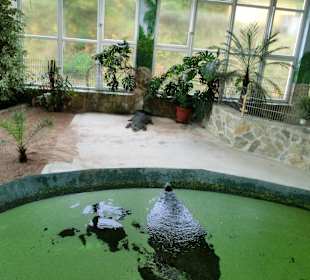 Krokodil im Meeresaquarium