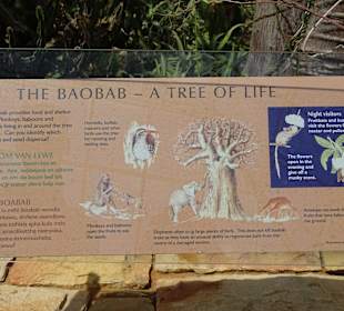 Beschreibung des Baobabbaumes