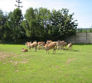 Zoo Dvůr Králové