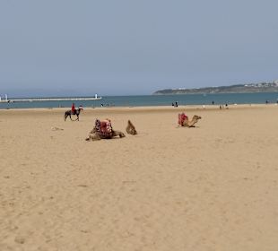 Kamele gibt es hier auch