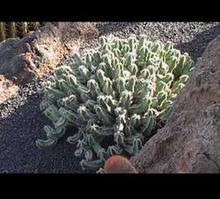 Kakteen so weit man sehen kann