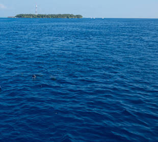 Delfinausflug