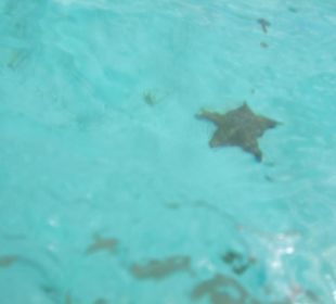 Ausflug Saona - natürliche Badewanne