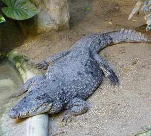 Mississippi-Alligator