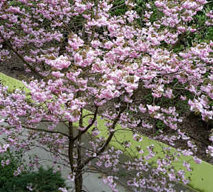 Schöner Zierstrauch Japanische Zierkirsche