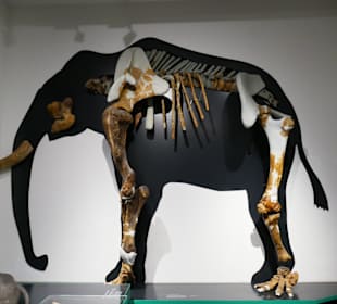 Mammuttier als Zeichnung