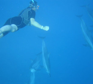 Mit Delfinen in der Bucht geschwommen
