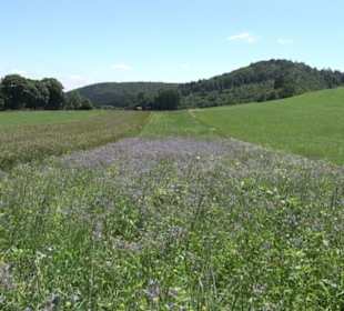 Naturerlebnispfad Sternberg