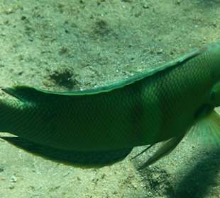 Rafa przy pomoście "Stella"