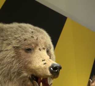 Museum für Naturkunde