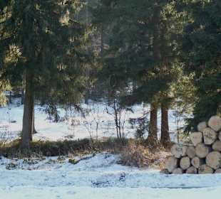 Verschneiter Wald