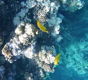 Schnorcheln Marsa Alam