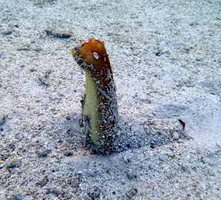 Огурец-молодец - Hotel Tropitel Sahl Hasheesh