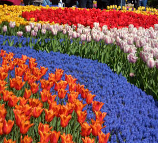 Keukenhof, Lisse, NL