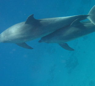 Delfine am Riff