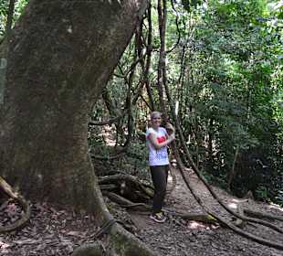 Bukit Lawang