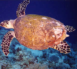 Schildkröte