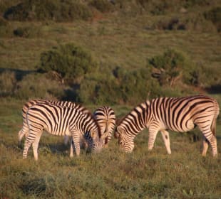 Steppenzebras