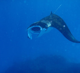 Manta