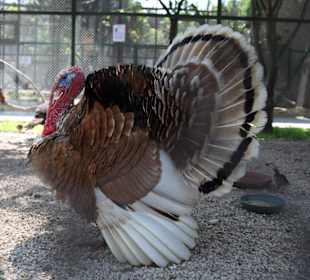 Prachtvoller Hahn, der den Nachwuchs beschützt