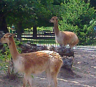 Warszawskie ZOO latem.