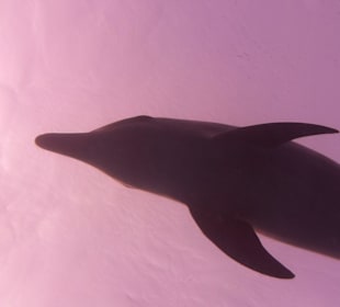 Urlaubsträume werden wahr