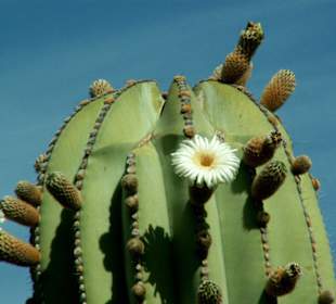 Kaktusgarten Restaurant La Ganania; Detail