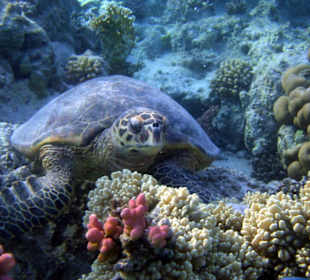 Am Innenriff, nördlichste "Ecke"