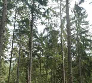 Bei unserer Rißlochwasserfall-Wanderung