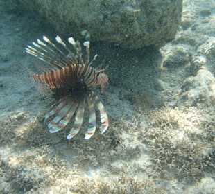 Rotfeuerfisch